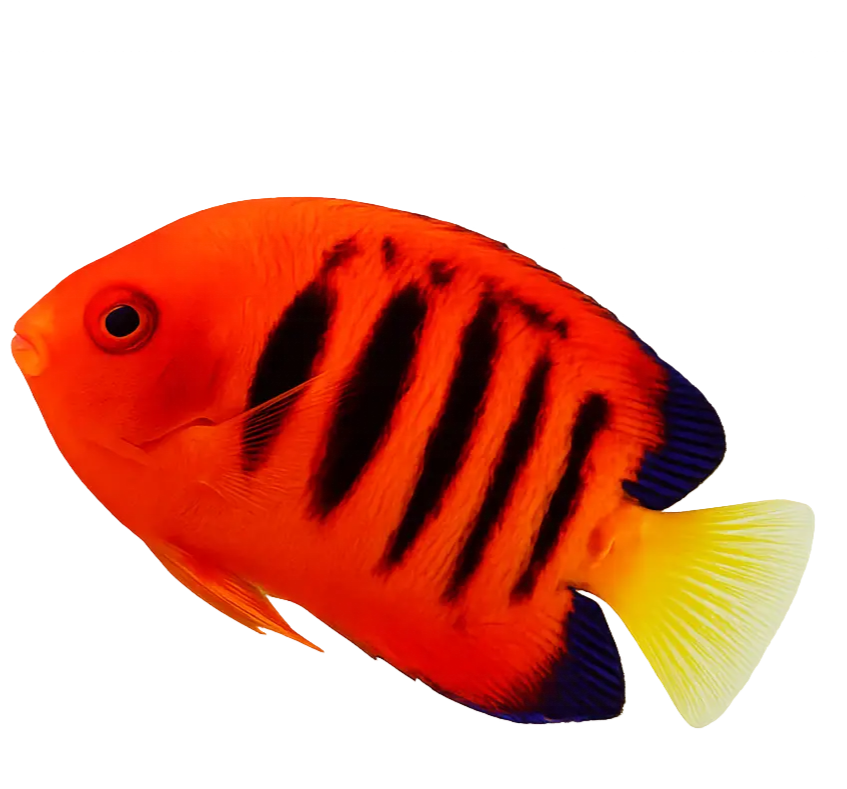 flame angelfish