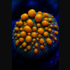 Bounce Mushroom Coral 1 mushroom bounce coral aquaticsmarket1