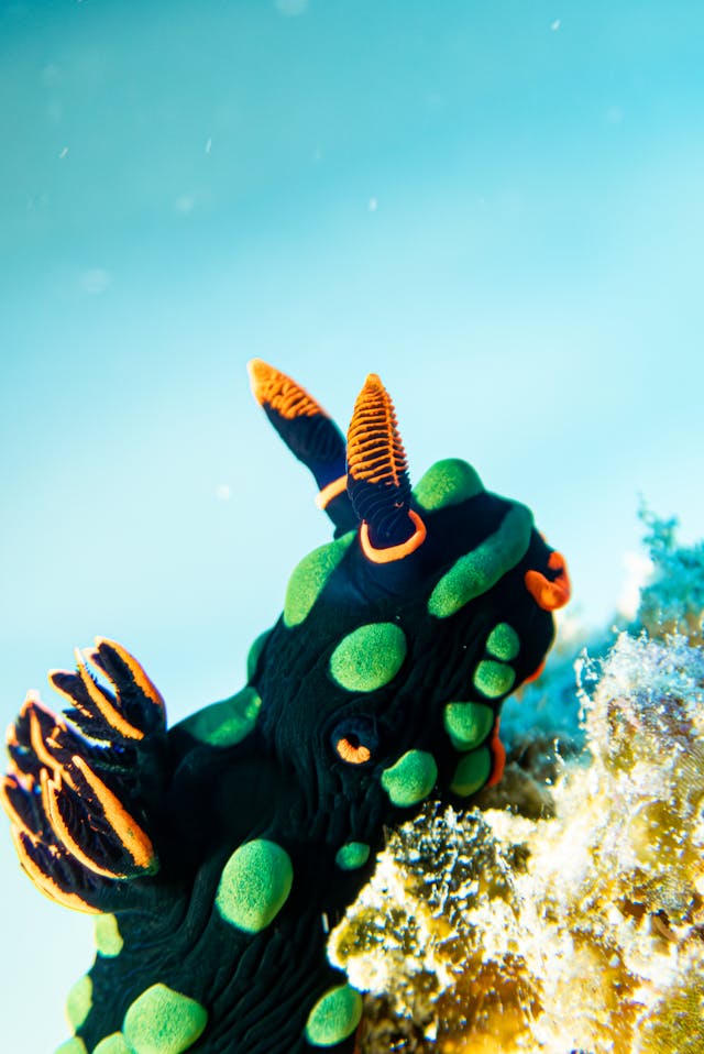 pexels ocean video mauritius 2147598910 29672970