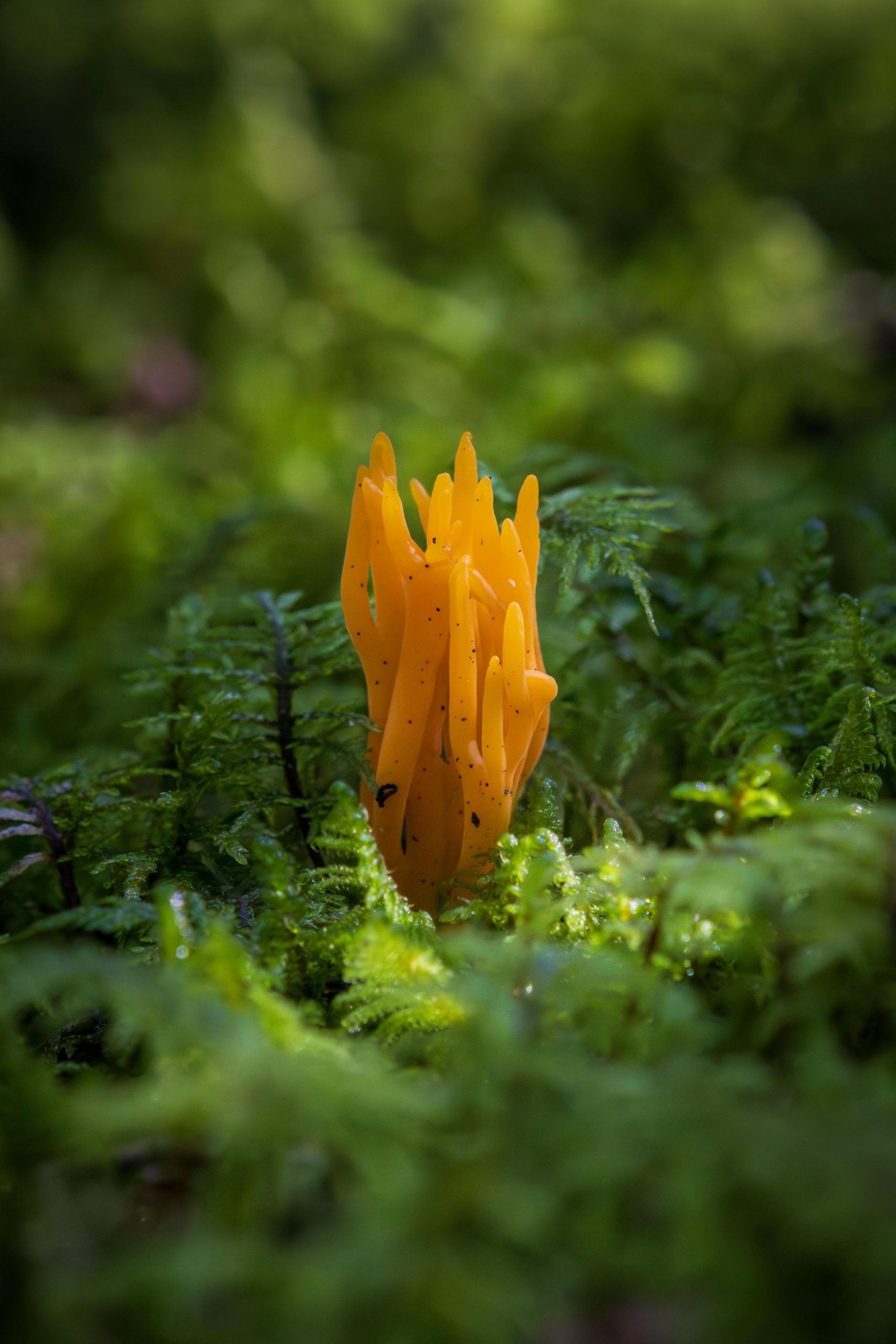 pexels surdu horia 743788511 28250497 scaled 1